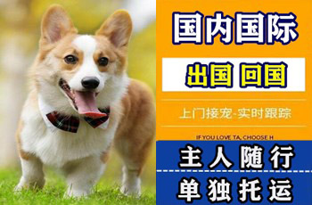 大理宠物托运公司大理宠物托运公司大理宠物托运公司